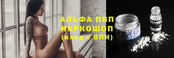 гидра Инта