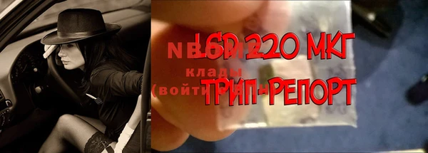 гидра Инта